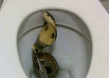 У каналізації житлового будинку два тижні ловили кобру