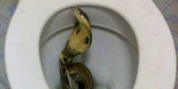 У каналізації житлового будинку два тижні ловили кобру