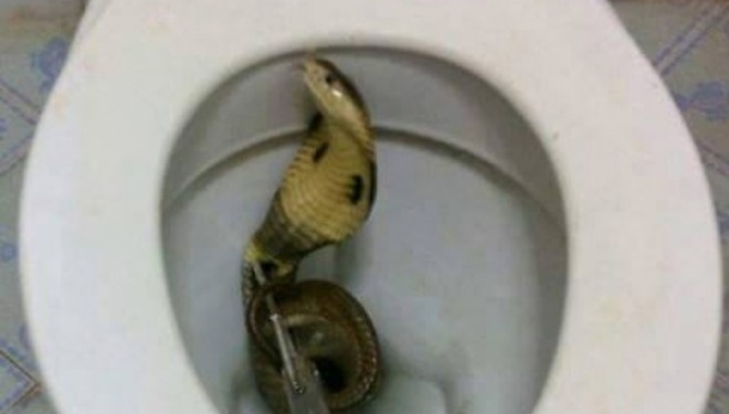 У каналізації житлового будинку два тижні ловили кобру