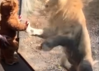Малюк в одязі левеняти спантеличив лева в  зоопарку (відео)
