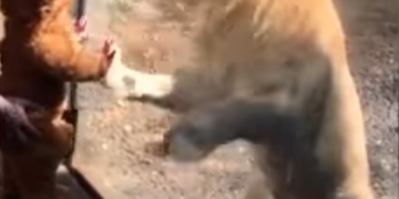 Малюк в одязі левеняти спантеличив лева в  зоопарку (відео)