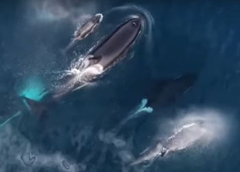 Мережу вразило відео з косатками, які з’їли акулу (відео)