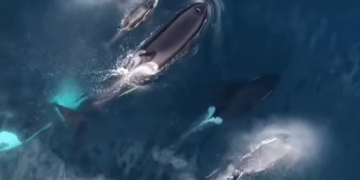 Мережу вразило відео з косатками, які з’їли акулу (відео)