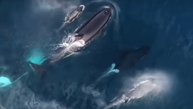 Мережу вразило відео з косатками, які з’їли акулу (відео)