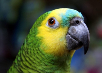 Папуга блискуче виконав хіт співачки Sia (відео)