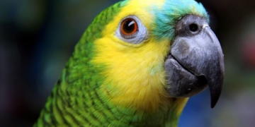 Папуга блискуче виконав хіт співачки Sia (відео)