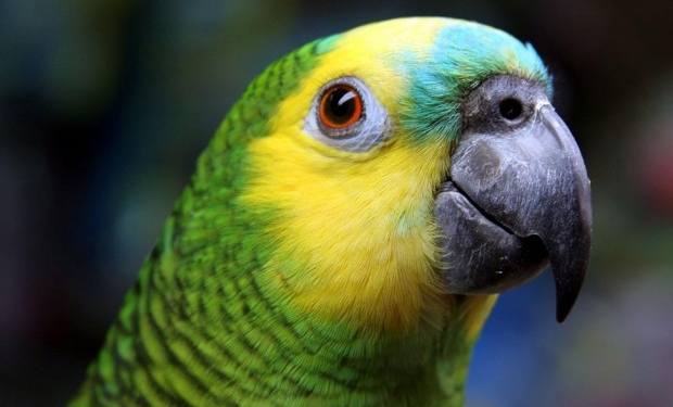 Папуга блискуче виконав хіт співачки Sia (відео)