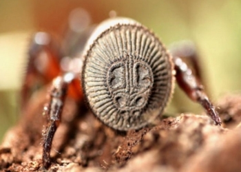 У Китаї знайшли стародавнього павука, описаного за часів Конфуція