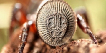 У Китаї знайшли стародавнього павука, описаного за часів Конфуція