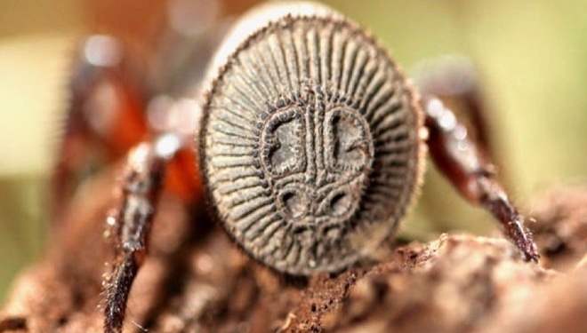 У Китаї знайшли стародавнього павука, описаного за часів Конфуція