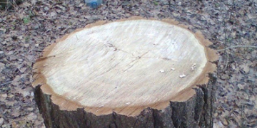 На Тернопільщині незаконно вирубували цінні породи дерев