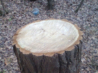 На Тернопільщині незаконно вирубували цінні породи дерев