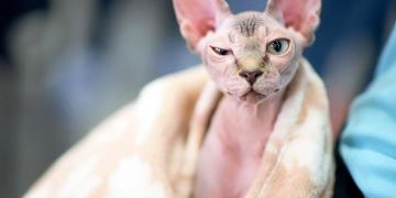 Чоловік продавав поголених кошенят замість елітних сфінксів