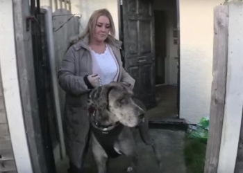 Як виглядає і де проживає найбільший у світі собака (відео)