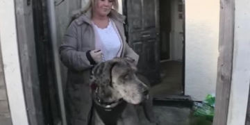 Як виглядає і де проживає найбільший у світі собака (відео)