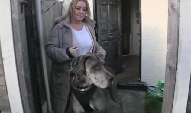 Як виглядає і де проживає найбільший у світі собака (відео)