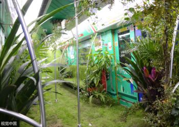 У цьому вагоні метро росте справжній ліс