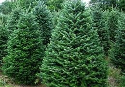 На Тернопільщині створили інтерактивну карту, де купувати легальні новорічні ялинки