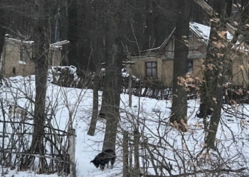 Тернополяни розшукали хутір і собак, які загризли стару жінку (фото)