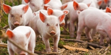 Без паніки: на Тернопільщині зафіксували африканську чуму