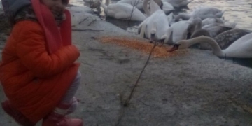 Дивовижні лебеді посеред зими повернулися на Тернопільщину (фотофакт)