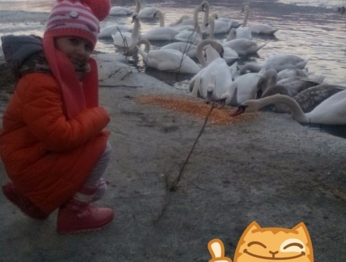 Дивовижні лебеді посеред зими повернулися на Тернопільщину (фотофакт)