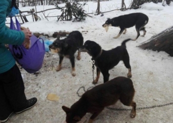 Шокуюча правда про випадок із тернополянкою, яку начебто загризли пси-людожери (фото)