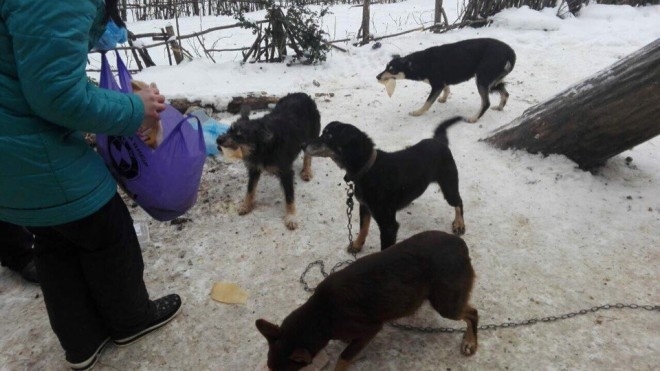 Шокуюча правда про випадок із тернополянкою, яку начебто загризли пси-людожери (фото)