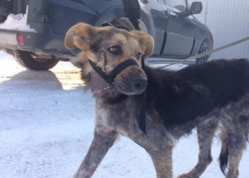 Коли побачили цю собаку, то жахнулися, – тернопільські волонтери