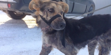 Коли побачили цю собаку, то жахнулися, – тернопільські волонтери