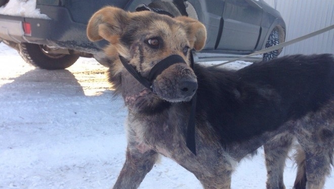 Коли побачили цю собаку, то жахнулися, – тернопільські волонтери