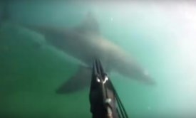 Як селфі-палка допомогла врятуватися від акули (відео)