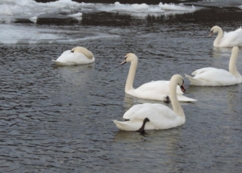 У Дністровському каньйоні на Тернопільщині оселилися лебеді (фото)