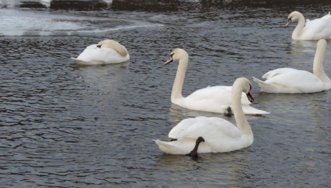 У Дністровському каньйоні на Тернопільщині оселилися лебеді (фото)