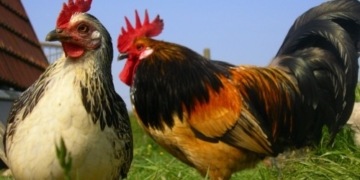 В інтернеті стало популярним відео, як курка налякала величезного пса (відео)