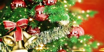 Що потрібно робити, щоб ялина і сосна довше збереглися в домашніх умовах