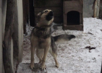 Біля Тернополя жінка знущається над собаками та годує їх помиями