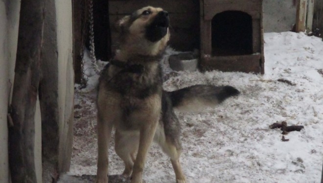 Біля Тернополя жінка знущається над собаками та годує їх помиями