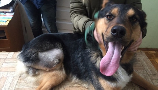 Тернополян дуже просять допомогти цим двом тваринам (фото)