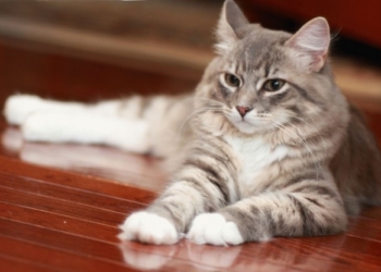 Як кіт рятівником став: історія від тернополян