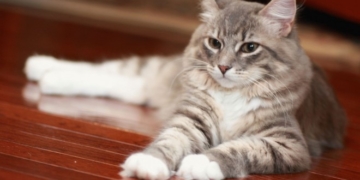 Як кіт рятівником став: історія від тернополян