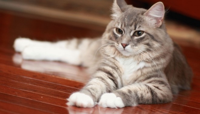 Як кіт рятівником став: історія від тернополян