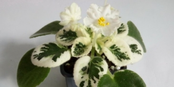 Як Майдан змінив життя тернополянина і створив новий сорт квітів