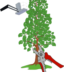 Чому в парках у Тернополі обрізають дерева до стовбурів?