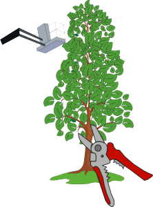 Чому в парках у Тернополі обрізають дерева до стовбурів?