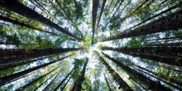 Досі перед очима, як діти билися за крихту хліба, – довгожителька Тернопільщини Анастасія Софронюк