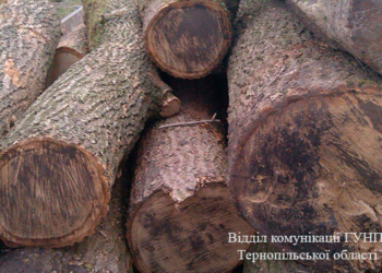 За зрізані дерева проти чоловіка відкрили кримінальну справу (ФОТО)