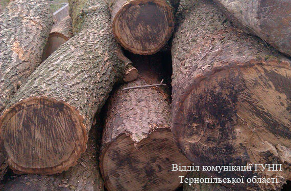 За зрізані дерева проти чоловіка відкрили кримінальну справу (ФОТО)