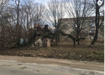 На Тернопільщині загинула “Золота липа”