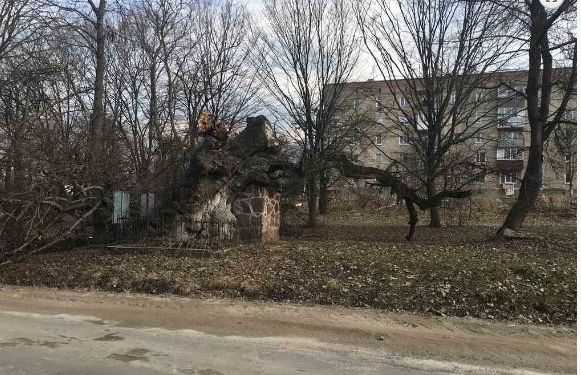 На Тернопільщині загинула “Золота липа”